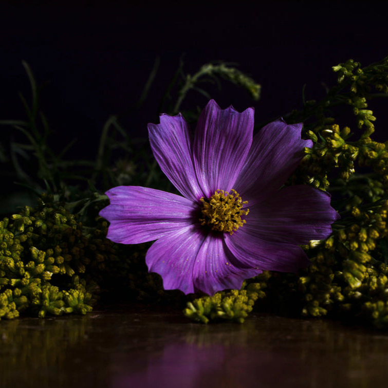 Purple flower with a yellow center on a dark background