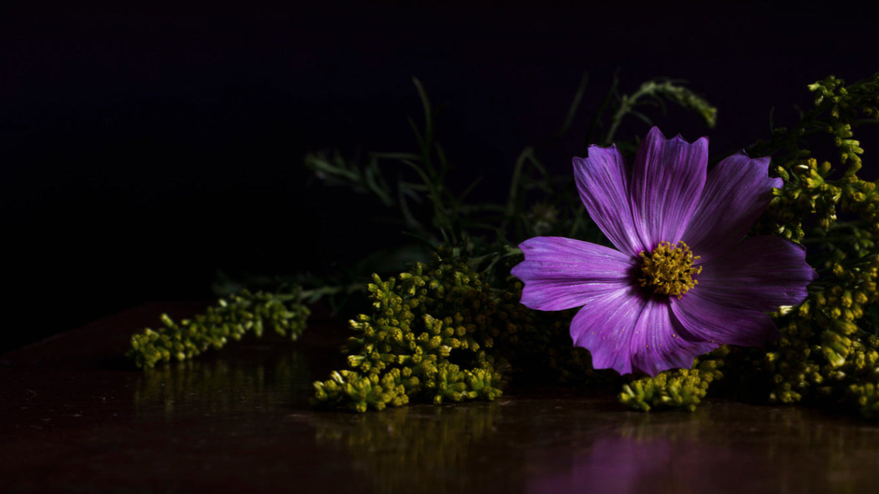 Purple flower with green leaves on a dark background