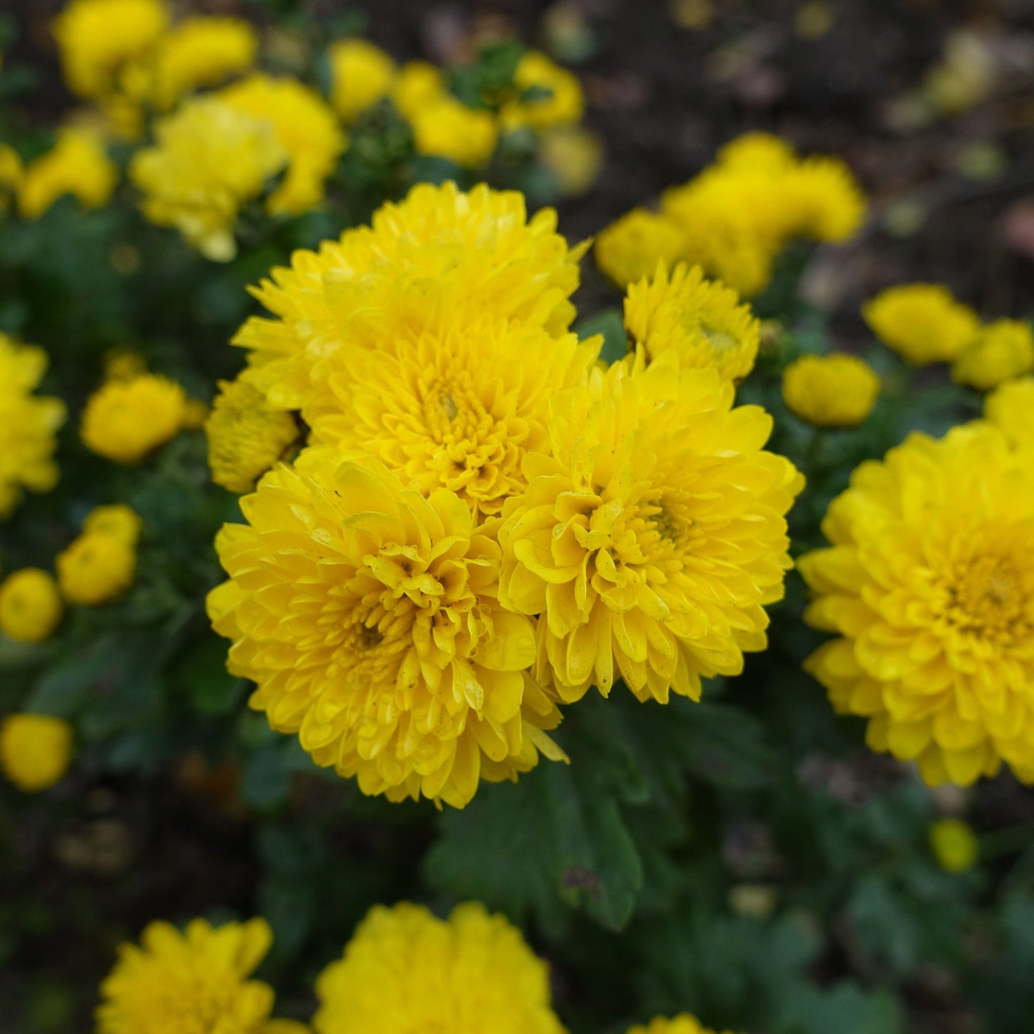Chrysanthemums - Bloom & Core Florist
